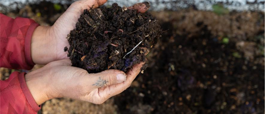 Hands holding a pile of soil with worms.