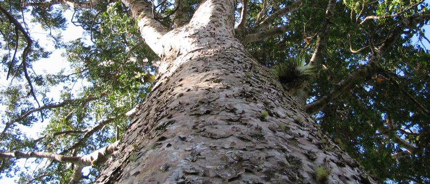 A kauri tree viewed from the bottom of its trunk.