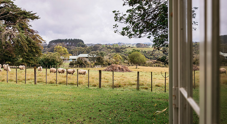 Awhitu House - Paddock with sheep next to the house.