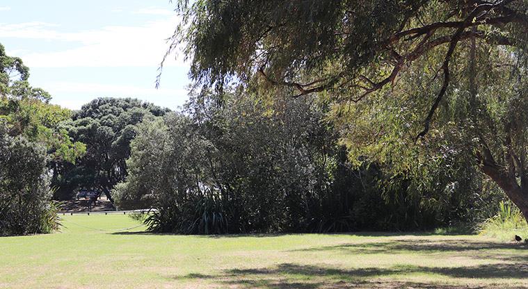 Long Bay Regional Park - Bookable site seven grassed area and trees for shade and shelter.