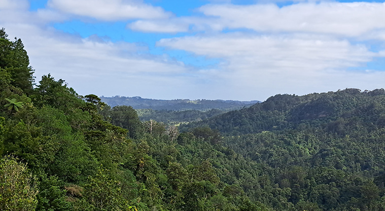 Te Piringa / Cascade Kauri, Waitākere Ranges Regional Park - View looking back towards Te Piringa / Cascade Kauri.