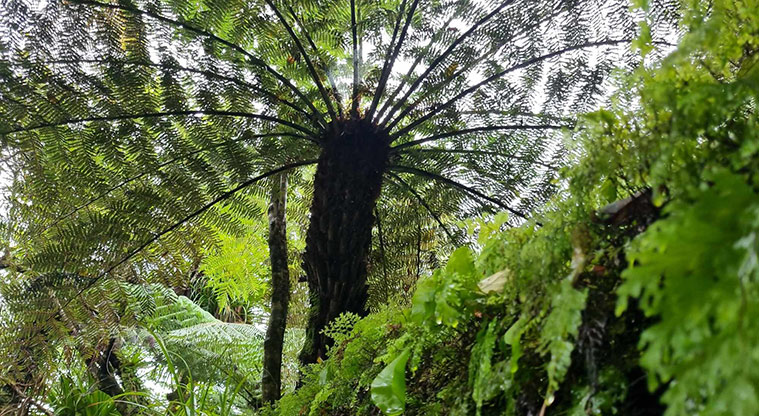 Te Piringa / Cascade Kauri, Waitākere Ranges Regional Park - Looking up through the ponga. Photo credit: G Browne.