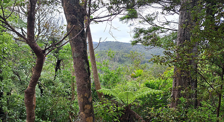 Te Piringa / Cascade Kauri, Waitākere Ranges Regional Park - View of Te Piringa / Cascade Kauri.