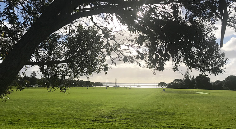 Cox's Bay Reserve - Large tree with the sports field and Coxs Bay in the background.