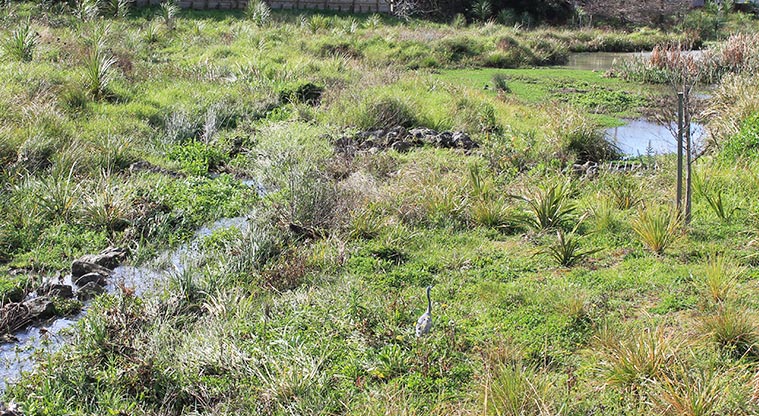 Whenua-roa / D'Oyly Reserve - A section of the stream running through the reserve. Photo credit: M Loubser.