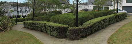 Galbraith Greens