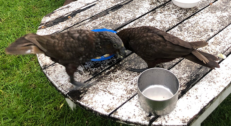 Glenfern Sanctuary Regional Parkland – Rescued kaka being fed at the sanctuary.