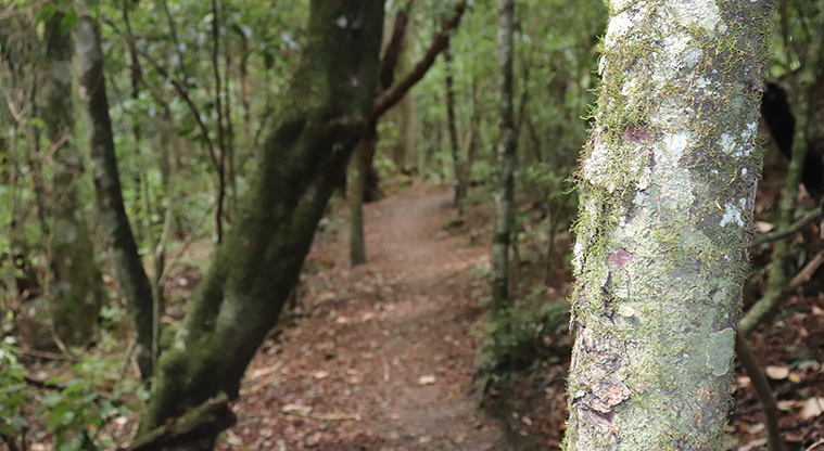 Kōwhai Park - Section of the bush walk following the stream.