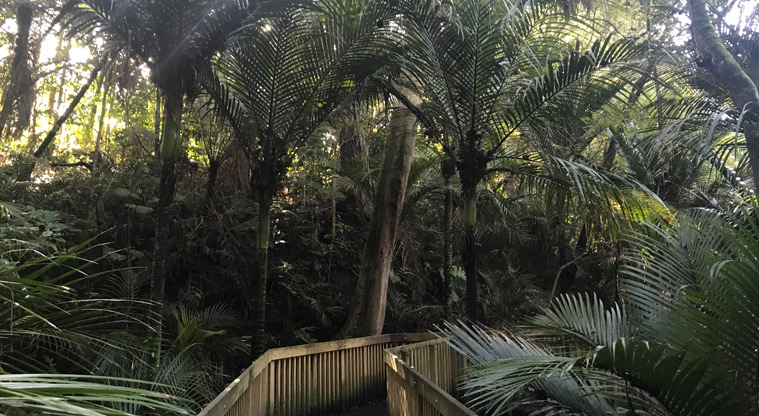 Wai Manawa / Le Roys Bush Reserve - Section of raised boardwalk through the bush.