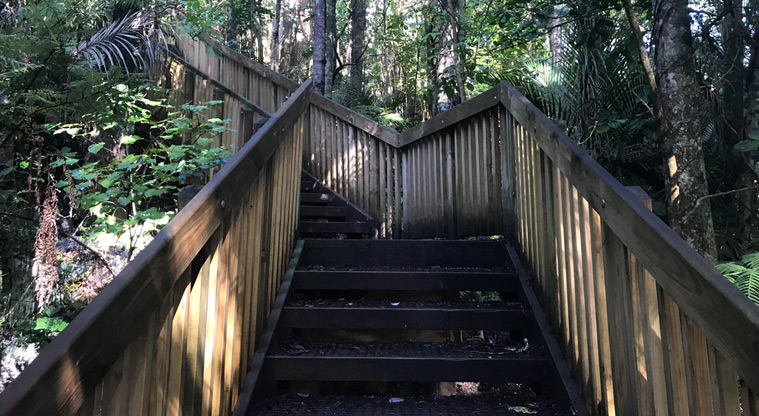 Wai Manawa / Le Roys Bush Reserve - Section of steep wooden stairs leading up through the bush.