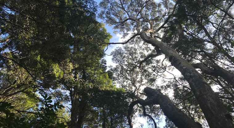 Wai Manawa / Le Roys Bush Reserve - Looking up through the tree canopy.