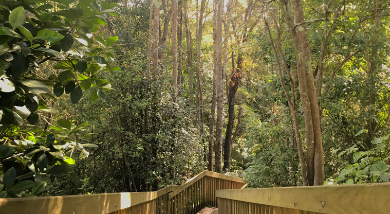 Wai Manawa / Le Roys Bush Reserve - Section of wooden stairs leading down through the bush.