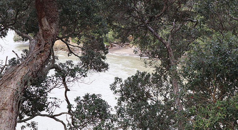 Leigh Auton Reserve - View through the trees down to Spinaker Bay. Photo credit: S Hulse.