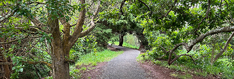 Mt Albert
