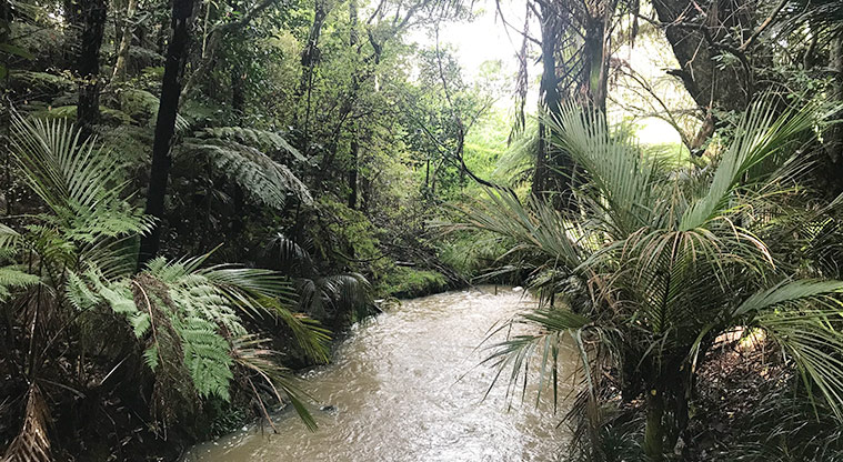Murphys Bush Reserve - Section of the stream running through the reserve.