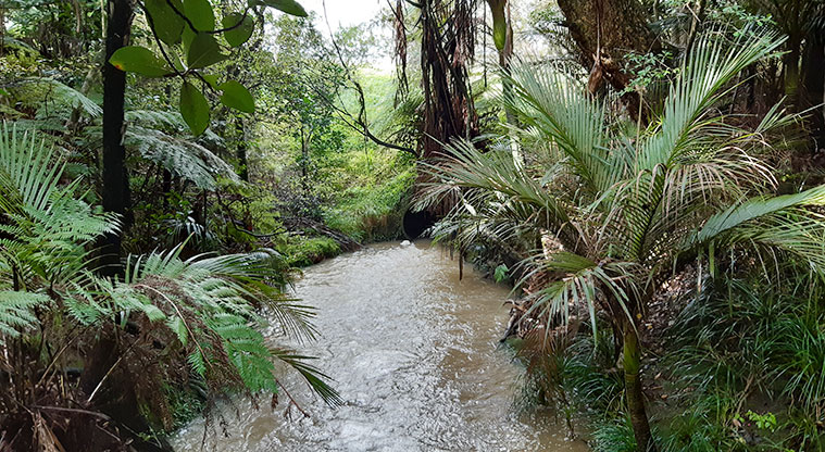 Murphys Bush Reserve - Section of the stream running through the reserve.