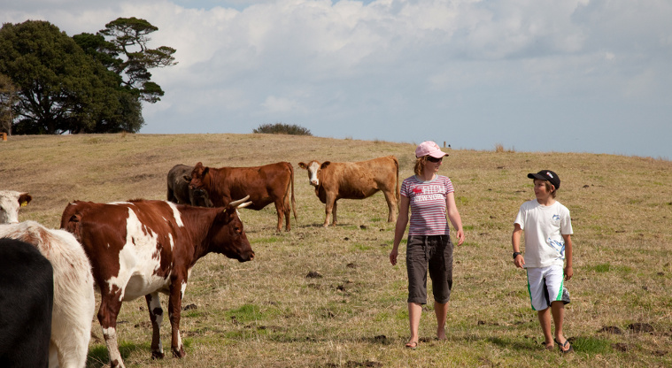 Mutukāroa / Hamlins Hill Regional Park - Walking amongst cattle on pasture land surrounded by urban area.