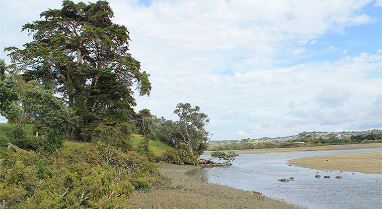 Pōhutukawa Reserve - Views of the Ōrewa Estuary. Photo credit: M Loubser.