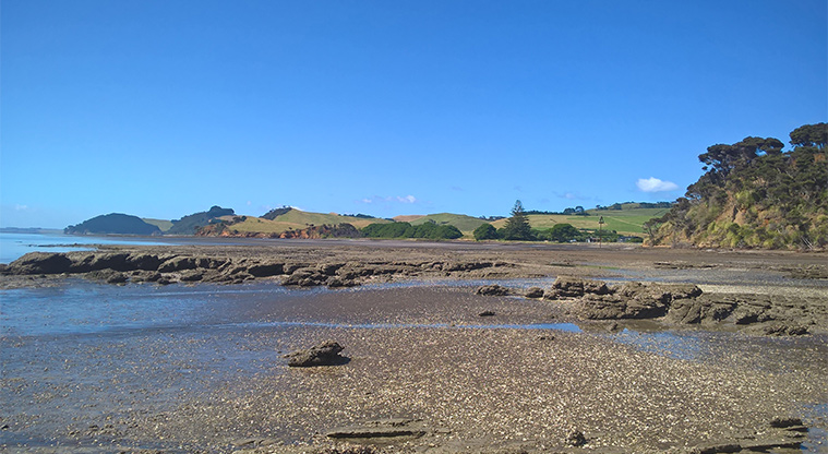 Te Rau Pūriri Regional Park - The beach.