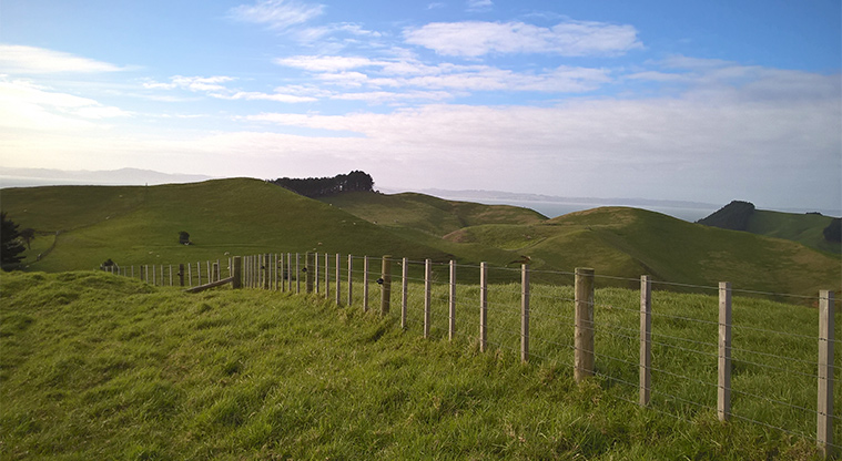 Te Rau Pūriri Regional Park - Looking across the land with the Kaipara Harbour in the distance.