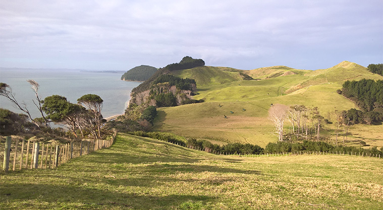 Te Rau Pūriri Regional Park - Looking across the land and over the Kaipara Harbour.