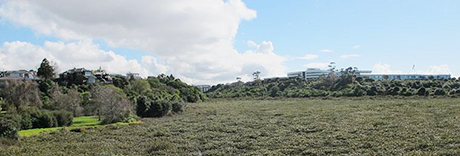 Tuff Crater Reserve