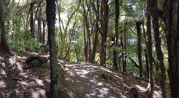 Waikōwhai Park - Large area of regenerating forest.