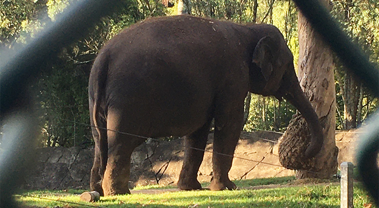 Western Springs Lakeside - The elephant can be seen through the fence by the playground.