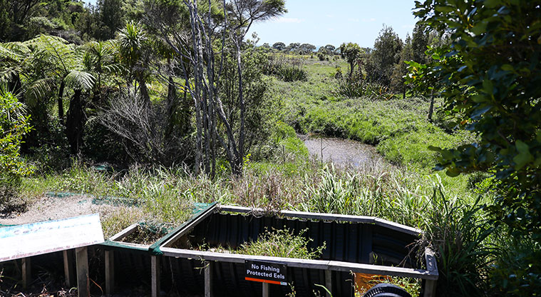 Āwhitu Brook Homestead Path - Bird watching decks offer opportunities to spot a variety of native wildlife.