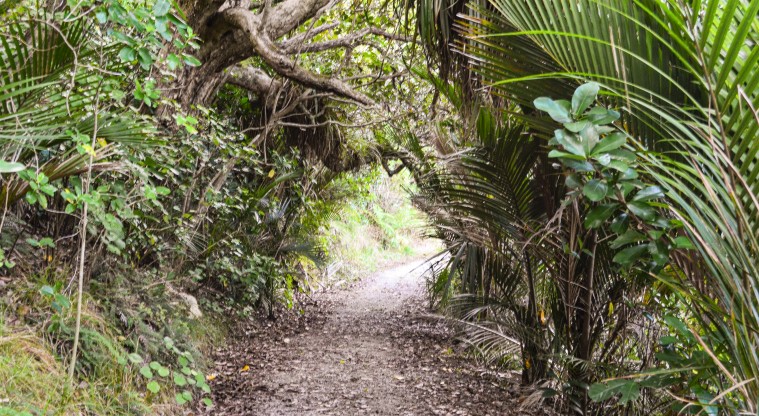 Cudlip Point Path - Section of the path through native bush, alongside the estuary.