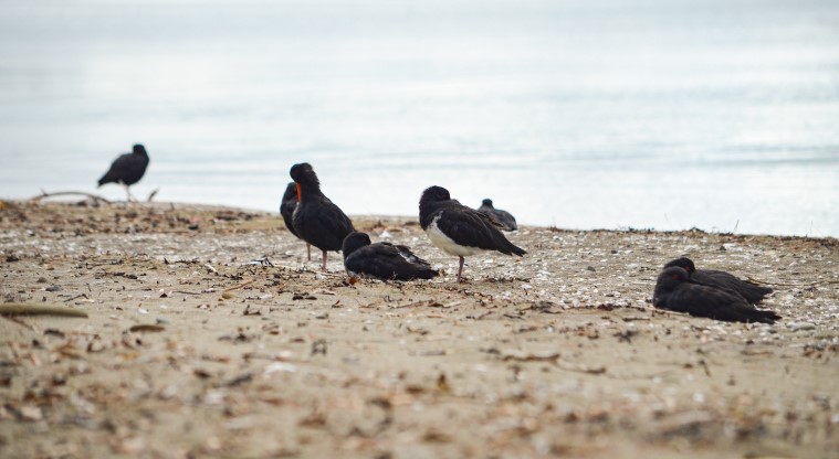 Cudlip Point Path - A flock of oyster catchers.