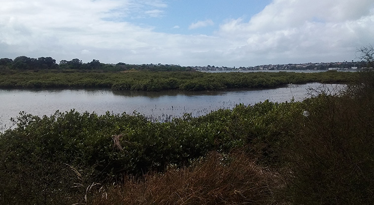 Glendowie Park to Tahuna Torea Path - Coastal wetlands in Tahuna Torea.