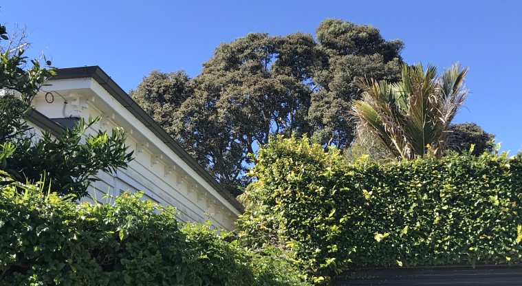Grey Lynn Urban Ngahere Path – Pōhutukawa tree on Wilton Street.
