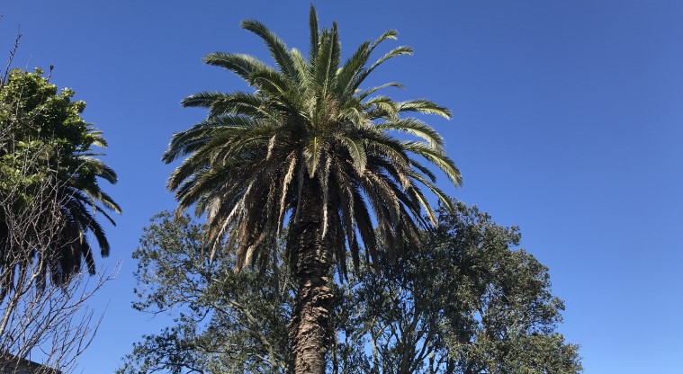 Grey Lynn Urban Ngahere Path – Pōhutukawa and Phoenix Palms at St Columba Church, Surrey Crescent.