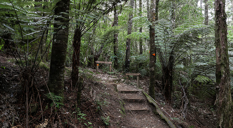 Hūnua Cossey Dam Path - Undulating section of the path.