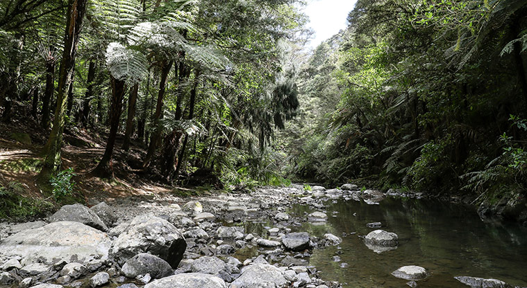 Hūnua Cossey Dam Path - Up close to the stream.