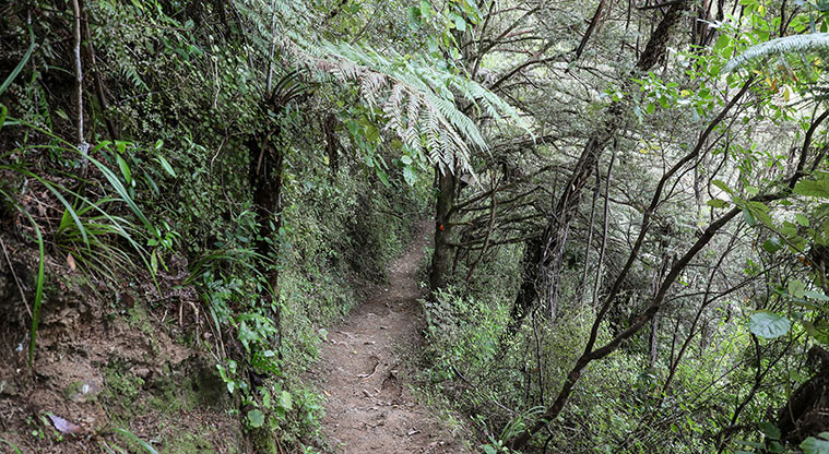 Hūnua Cossey Dam Path - Typical section of the path.