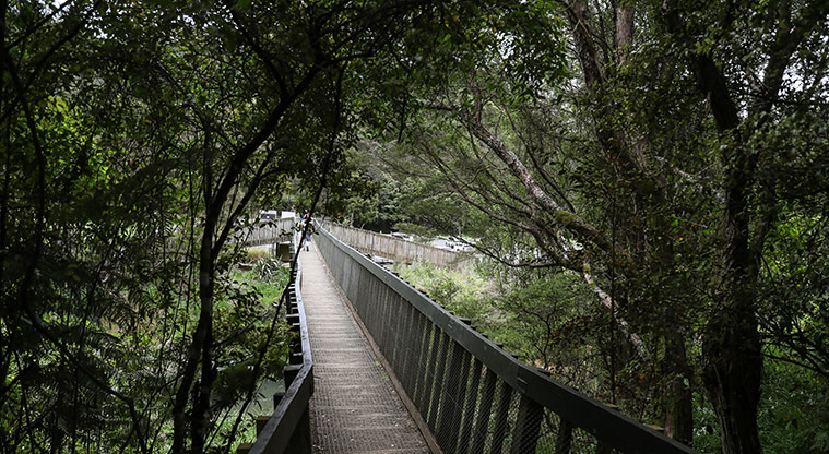 Hūnua Falls Path - Cross the footbridge.