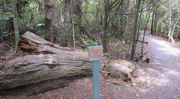 Kauri Point Centennial Path - Initial part of Brian Norton track to Kendalls Bay