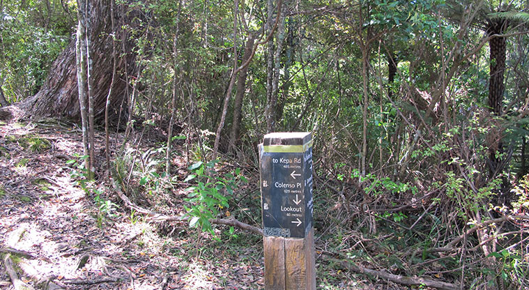 Kepa Bush Path - Keep heading towards Colenso Place.