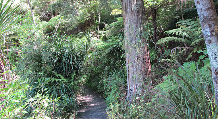Le Roys Bush Path - Path heading into Le Roys Bush.