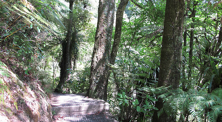 Le Roys Bush Path - There are some sections where you will need to walk around trees on the path.
