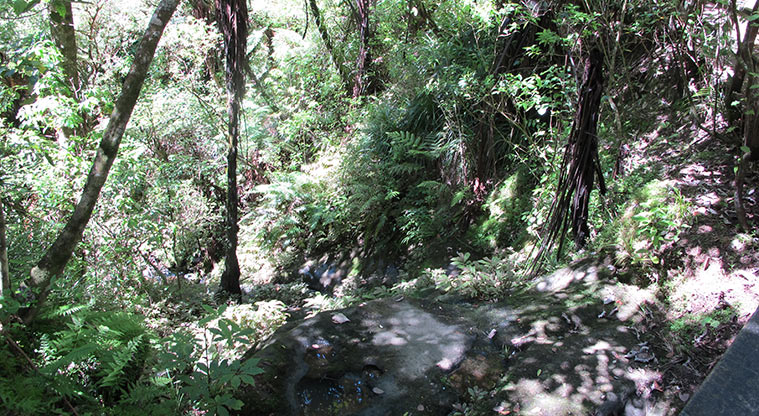 Le Roys Bush Path - Looking down the waterfall.