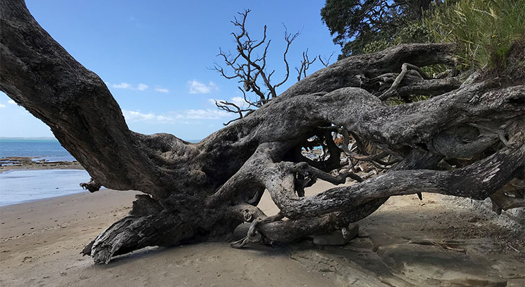 Long Bay Path - A large pōhutukawa tree along Long Bay Beach.