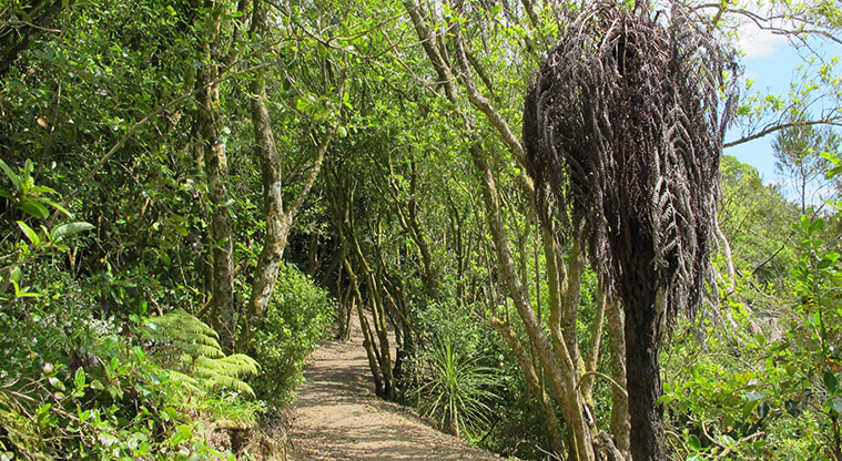 Macleans Path - Wind through the bush