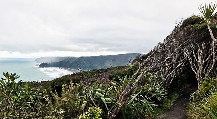 Mercer Bay Loop Track - The wind-swept trees along this coastal track reveal the prevailing wind direction.