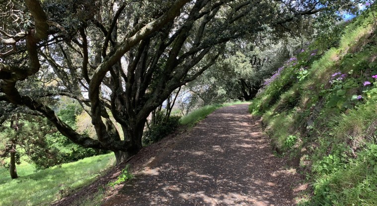 Ōtāhuhu / Mt Richmond Path - A typical section of the path, under the shade of trees.