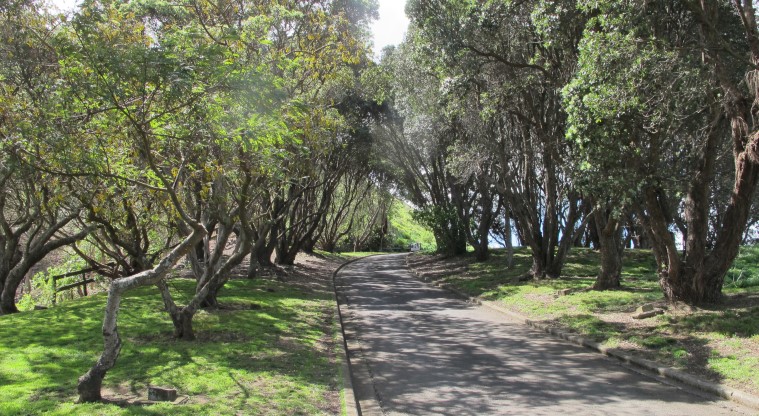 Maungarei / Mt Wellington Path – Sealed section of path.