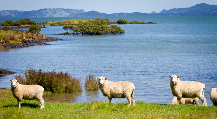 Māngere Foreshore Path - Sheep grazing by water at Ambury Farm Regional Park.