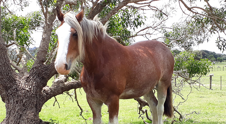 Māngere Foreshore Path - A clydesdale horse at Ambury Farm Regional Park.